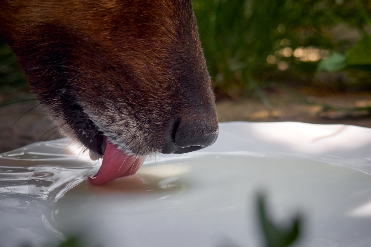 Dog drinking Milk